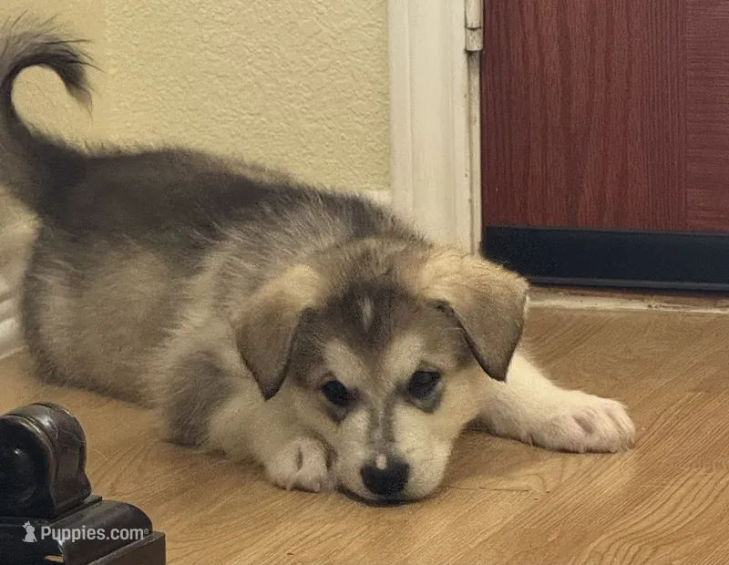 AKC Storm – Alaskan Malamute puppy for sale in Dallas, TX