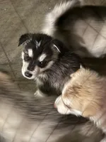 Seal female, a female Alaskan Malamute for sale in Dallas, TX – 3 of 5