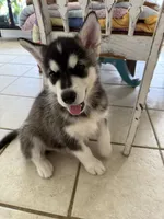 Seal female, a female Alaskan Malamute for sale in Dallas, TX – 2 of 5