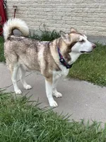 Seal female, a female Alaskan Malamute for sale in Dallas, TX – 4 of 5