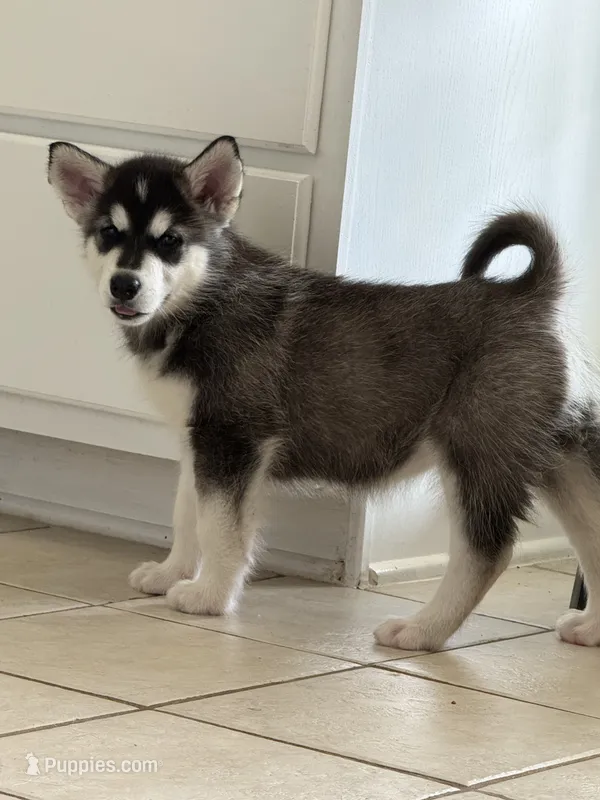 Seal female – Alaskan Malamute puppy for sale in Dallas, TX