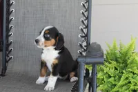 Yeslin, a female Bernese Mountain Dog and Beagle for sale in Kalona, IA – 2 of 8