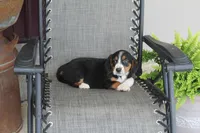 Branson, a male Bernese Mountain Dog and Beagle for sale in Kalona, IA – 10 of 10