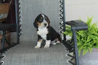 Omer, a male Bernese Mountain Dog and Beagle for sale in Kalona, IA – 3 of 8