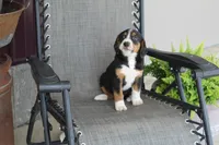 Branson, a male Bernese Mountain Dog and Beagle for sale in Kalona, IA – 2 of 10