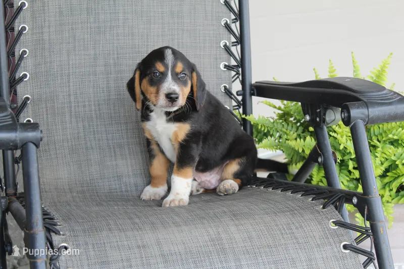 Rex – Bernese Mountain Dog, Beagle puppy for sale in Kalona, IA