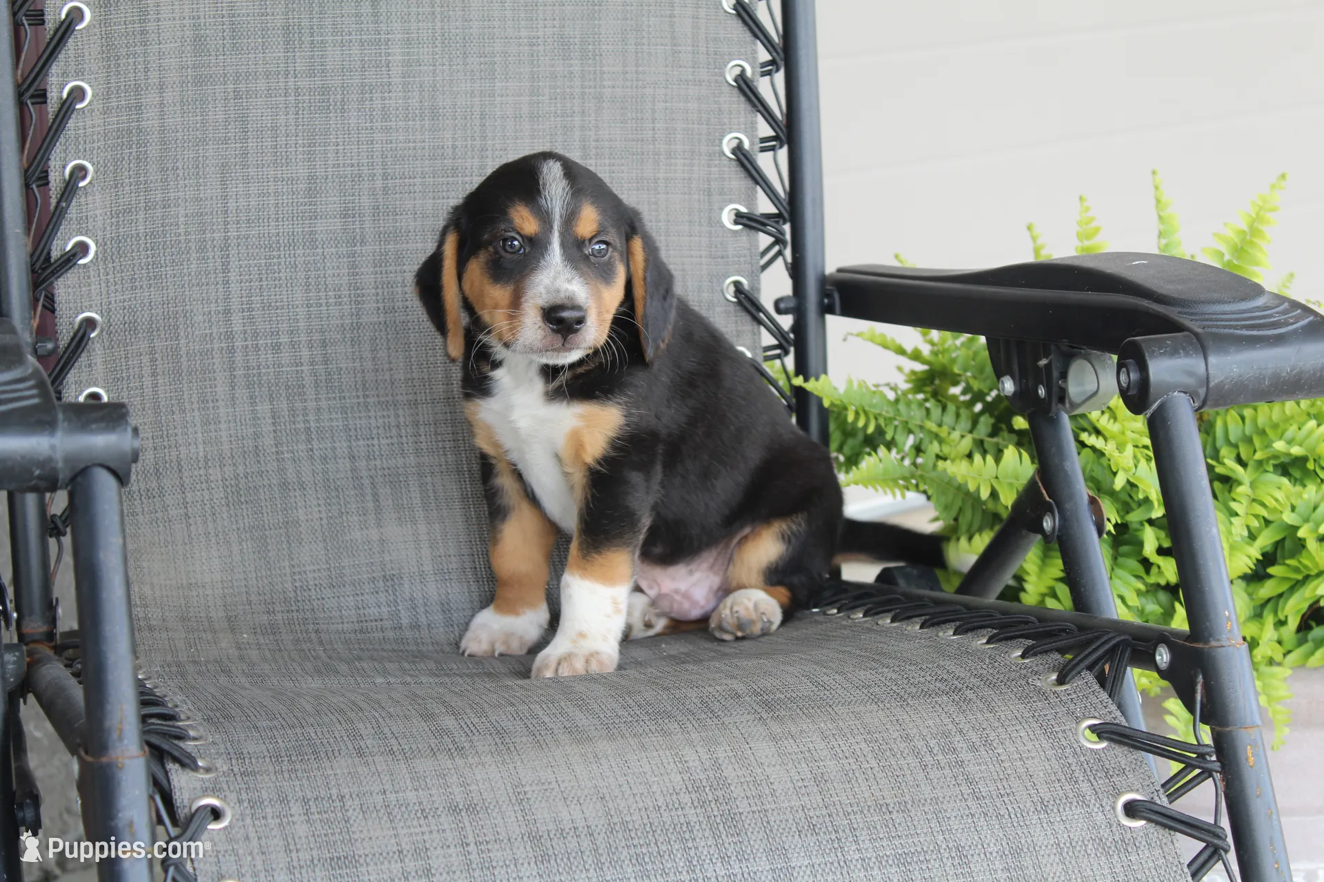Rex – Bernese Mountain Dog and Beagle Puppy for Sale | Puppies.com
