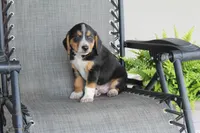 Rex, a male Bernese Mountain Dog and Beagle for sale in Kalona, IA – 1 of 10