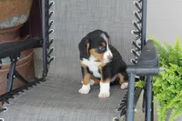 Branson, a male Bernese Mountain Dog and Beagle for sale in Kalona, IA – 7 of 10