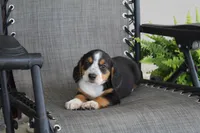 Peony, a female Bernese Mountain Dog and Beagle for sale in Kalona, IA – 4 of 10