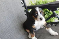 Yeslin, a female Bernese Mountain Dog and Beagle for sale in Kalona, IA – 7 of 8
