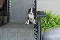 Grace, a female Bernese Mountain Dog and Beagle for sale in Kalona, IA – 6 of 9