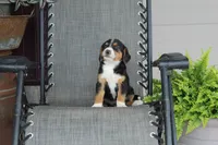 Greta, a female Bernese Mountain Dog and Beagle for sale in Kalona, IA – 4 of 8