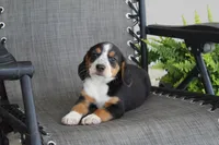 Peony, a female Bernese Mountain Dog and Beagle for sale in Kalona, IA – 5 of 10