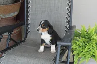 Omer, a male Bernese Mountain Dog and Beagle for sale in Kalona, IA – 5 of 8