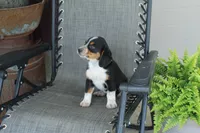 Omer, a male Bernese Mountain Dog and Beagle for sale in Kalona, IA – 4 of 8