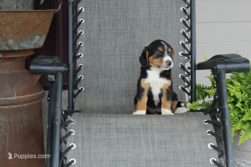 Greta – Bernese Mountain Dog, Beagle puppy for sale in Kalona, IA