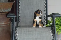 Greta, a female Bernese Mountain Dog and Beagle for sale in Kalona, IA – 1 of 8