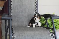 Grace, a female Bernese Mountain Dog and Beagle for sale in Kalona, IA – 7 of 9