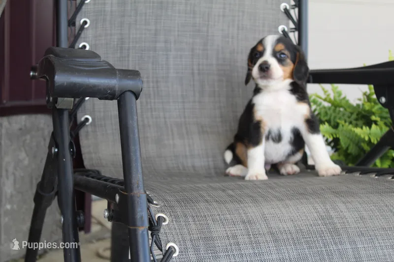 Grace – Bernese Mountain Dog, Beagle puppy for sale in Kalona, IA