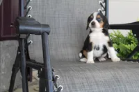 Grace, a female Bernese Mountain Dog and Beagle for sale in Kalona, IA – 9 of 9