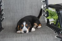 Peony, a female Bernese Mountain Dog and Beagle for sale in Kalona, IA – 9 of 10