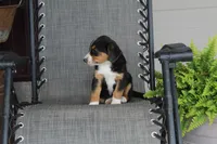 Greta, a female Bernese Mountain Dog and Beagle for sale in Kalona, IA – 5 of 8