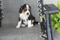 Grace, a female Bernese Mountain Dog and Beagle for sale in Kalona, IA – 2 of 9