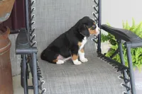 Branson, a male Bernese Mountain Dog and Beagle for sale in Kalona, IA – 8 of 10