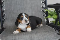 Peony, a female Bernese Mountain Dog and Beagle for sale in Kalona, IA – 7 of 10