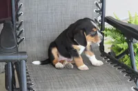 Rex, a male Bernese Mountain Dog and Beagle for sale in Kalona, IA – 10 of 10