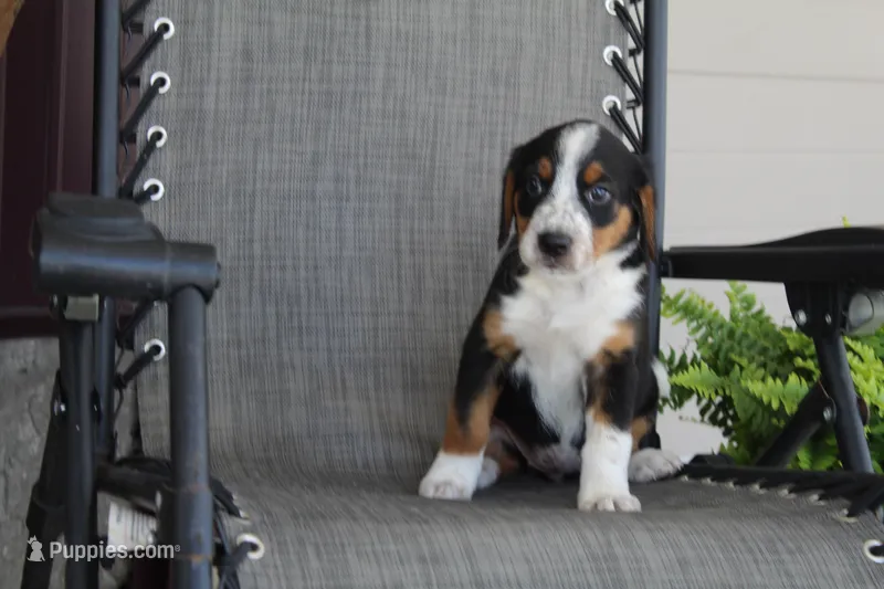 Yeslin – Bernese Mountain Dog, Beagle puppy for sale in Kalona, IA