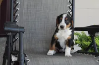 Yeslin, a female Bernese Mountain Dog and Beagle for sale in Kalona, IA – 1 of 8