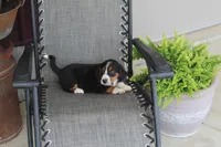 Branson, a male Bernese Mountain Dog and Beagle for sale in Kalona, IA – 9 of 10