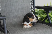 Peony, a female Bernese Mountain Dog and Beagle for sale in Kalona, IA – 3 of 10