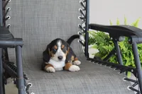 Peony, a female Bernese Mountain Dog and Beagle for sale in Kalona, IA – 6 of 10