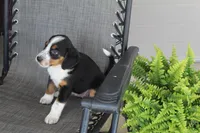 Yeslin, a female Bernese Mountain Dog and Beagle for sale in Kalona, IA – 8 of 8