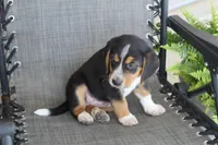 Rex, a male Bernese Mountain Dog and Beagle for sale in Kalona, IA – 6 of 10