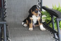 Rex, a male Bernese Mountain Dog and Beagle for sale in Kalona, IA – 7 of 10
