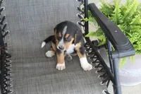 Rex, a male Bernese Mountain Dog and Beagle for sale in Kalona, IA – 9 of 10