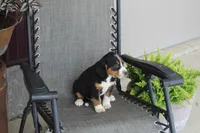 Branson, a male Bernese Mountain Dog and Beagle for sale in Kalona, IA – 5 of 10