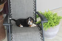 Branson, a male Bernese Mountain Dog and Beagle for sale in Kalona, IA – 6 of 10