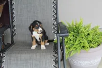 Greta, a female Bernese Mountain Dog and Beagle for sale in Kalona, IA – 6 of 8