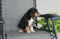 Rex, a male Bernese Mountain Dog and Beagle for sale in Kalona, IA – 2 of 10