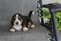 Peony, a female Bernese Mountain Dog and Beagle for sale in Kalona, IA – 8 of 10