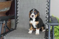 Branson, a male Bernese Mountain Dog and Beagle for sale in Kalona, IA – 4 of 10