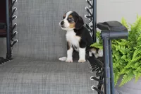 Grace, a female Bernese Mountain Dog and Beagle for sale in Kalona, IA – 4 of 9