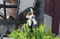 Grace, a female Bernese Mountain Dog and Beagle for sale in Kalona, IA – 5 of 9