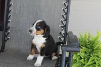 Yeslin, a female Bernese Mountain Dog and Beagle for sale in Kalona, IA – 4 of 8