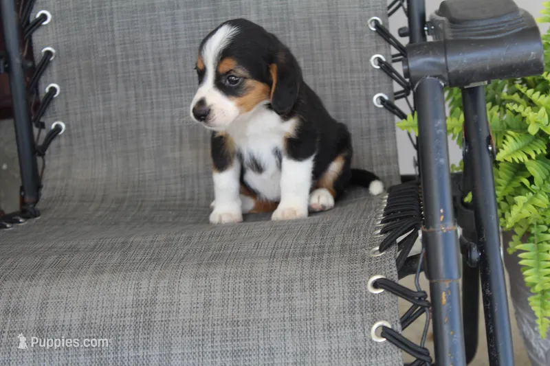 Grace – Bernese Mountain Dog, Beagle puppy for sale in Kalona, IA